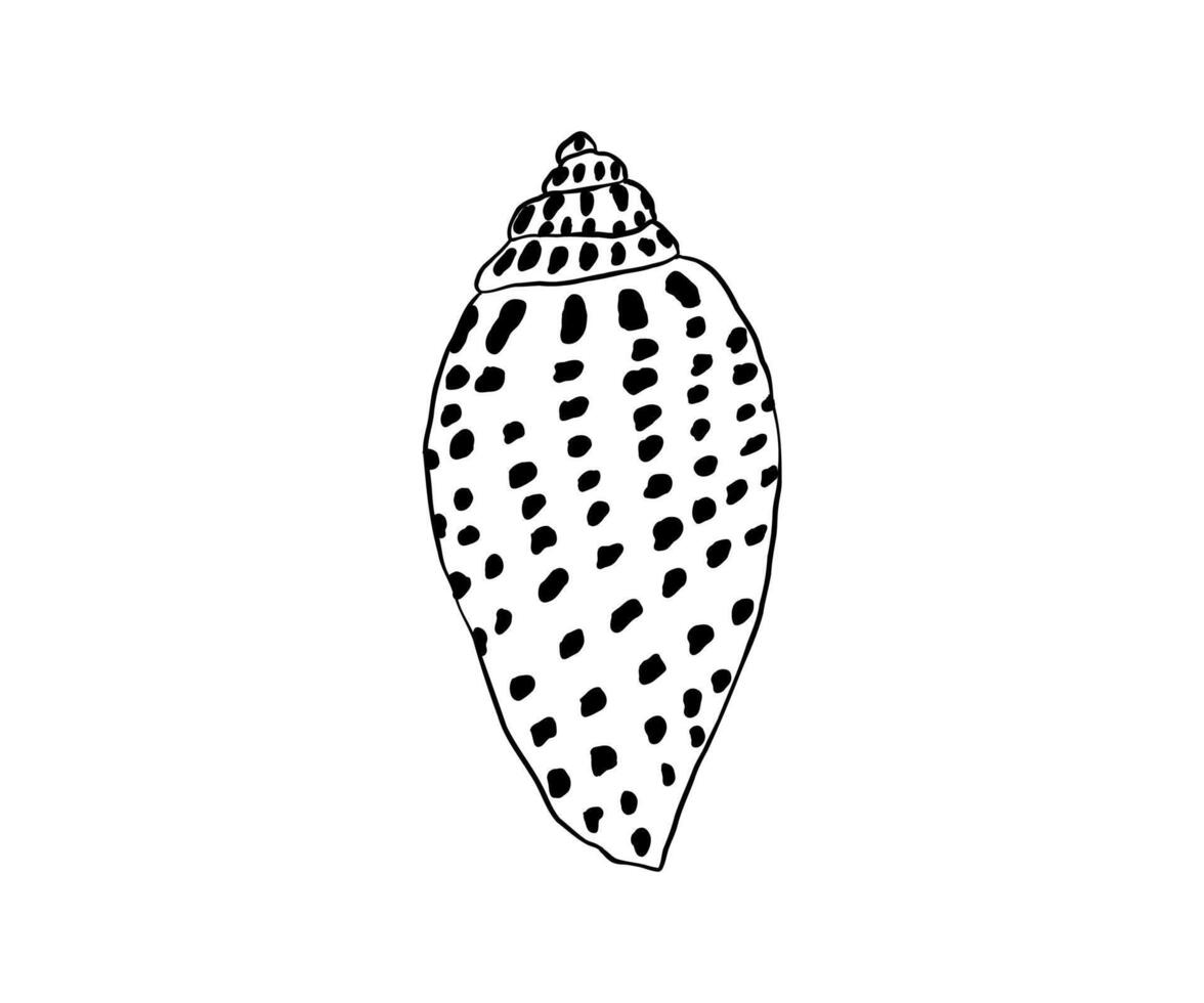 The shell is drawn in a doodle style. beach. Hand drawn illustration. vector