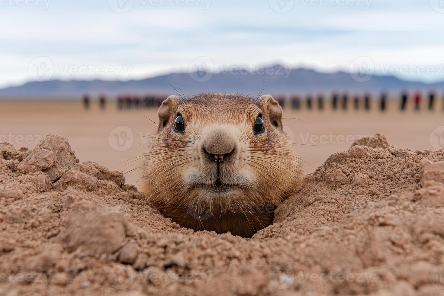 Curious marmot peeking out of its burrow in the desert photo