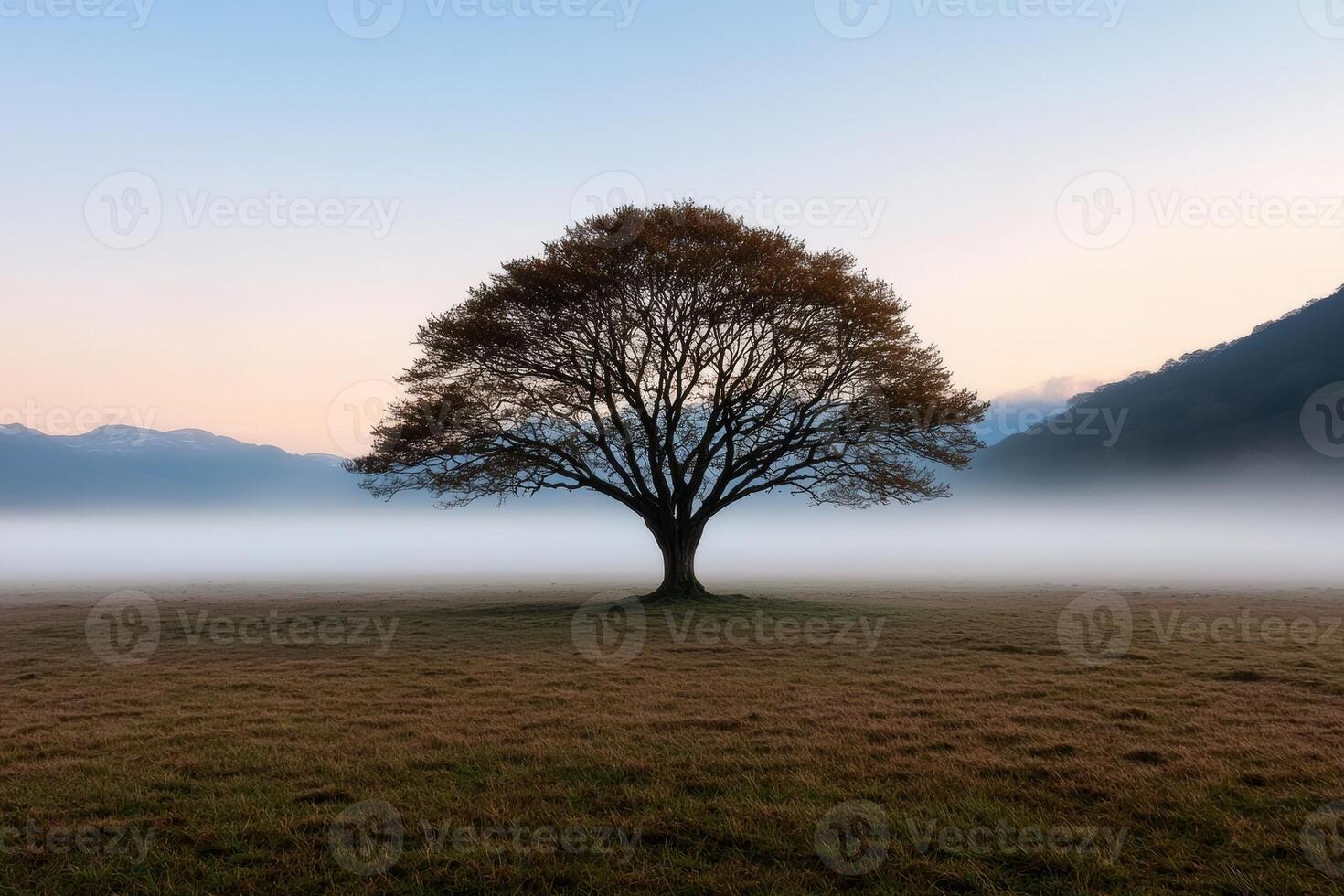 Solitary tree in a misty field at sunrise photo