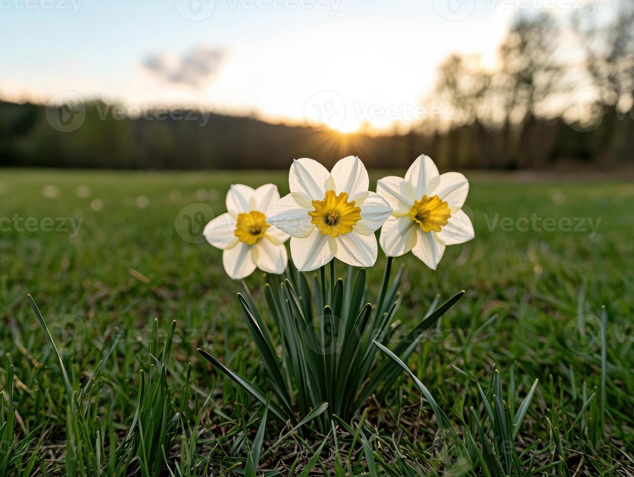Three white daffodils in a field at sunset photo