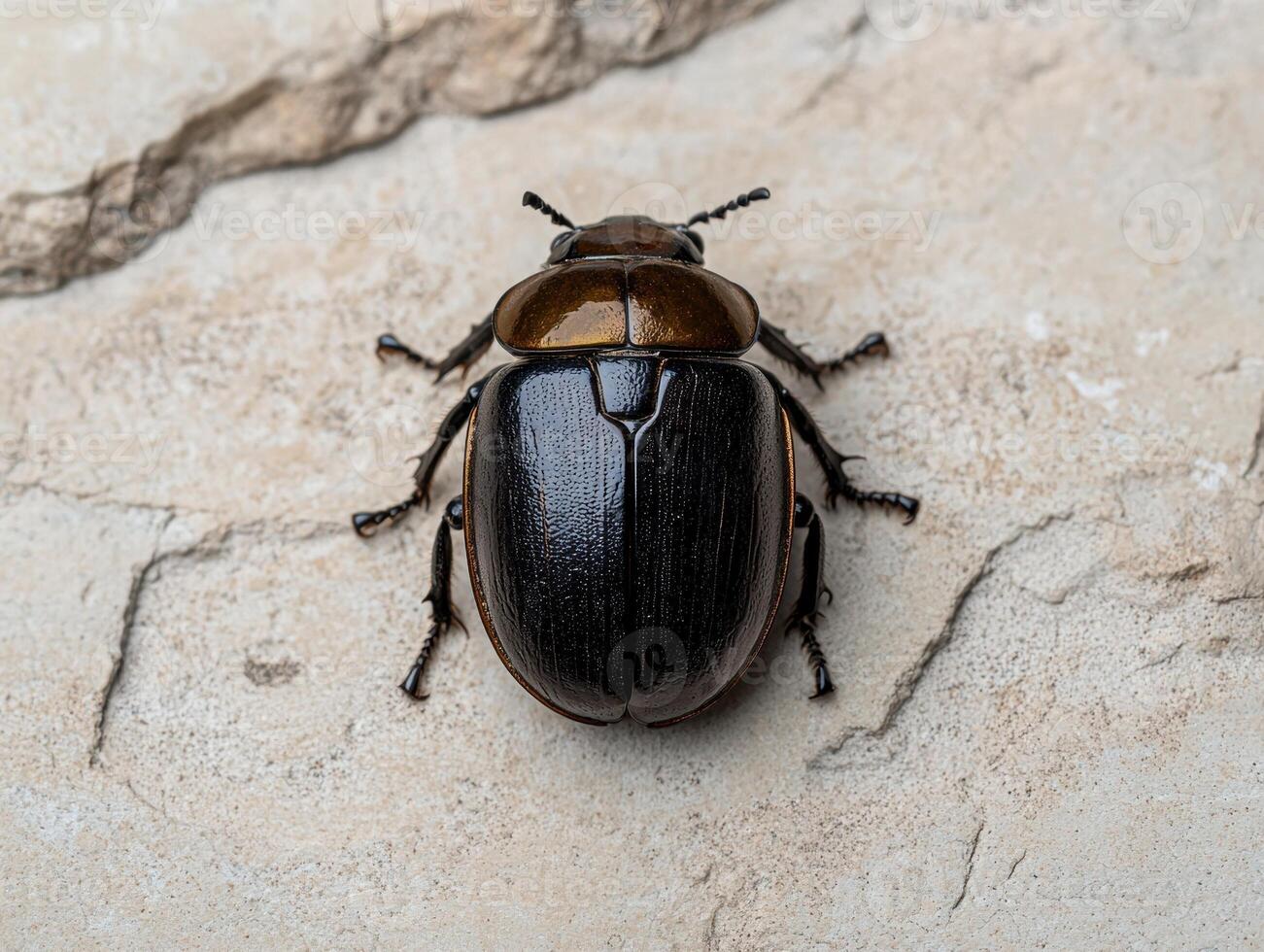 Closeup of a shiny black beetle on a stone surface photo