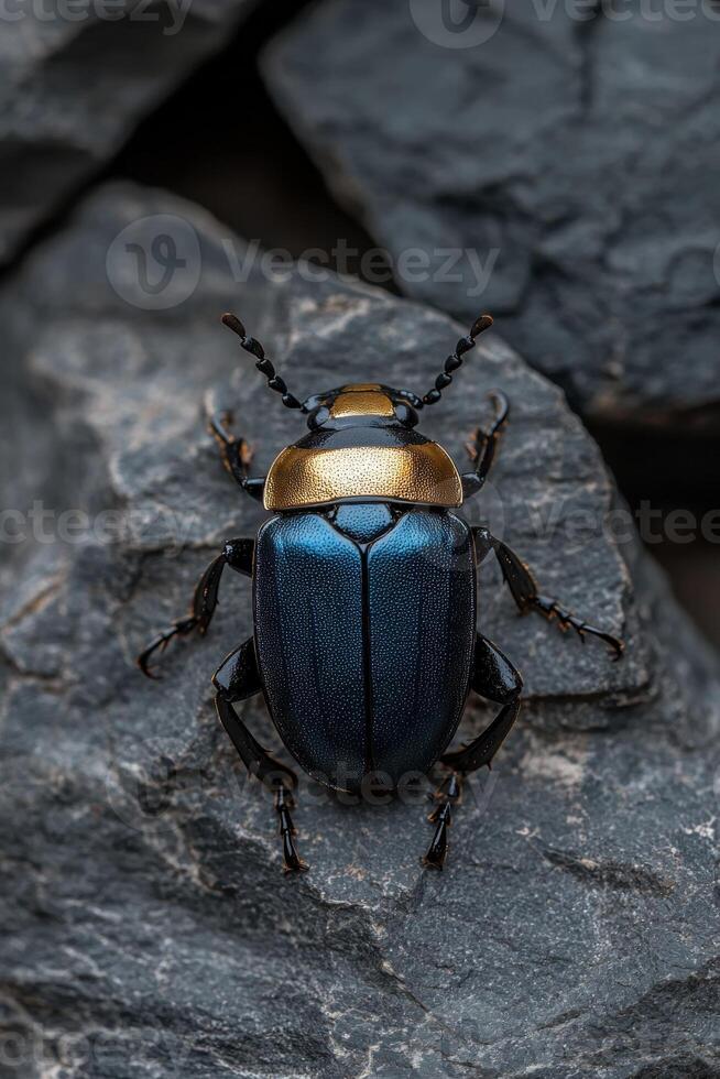 Closeup of a metallic blue and gold beetle on a rock photo