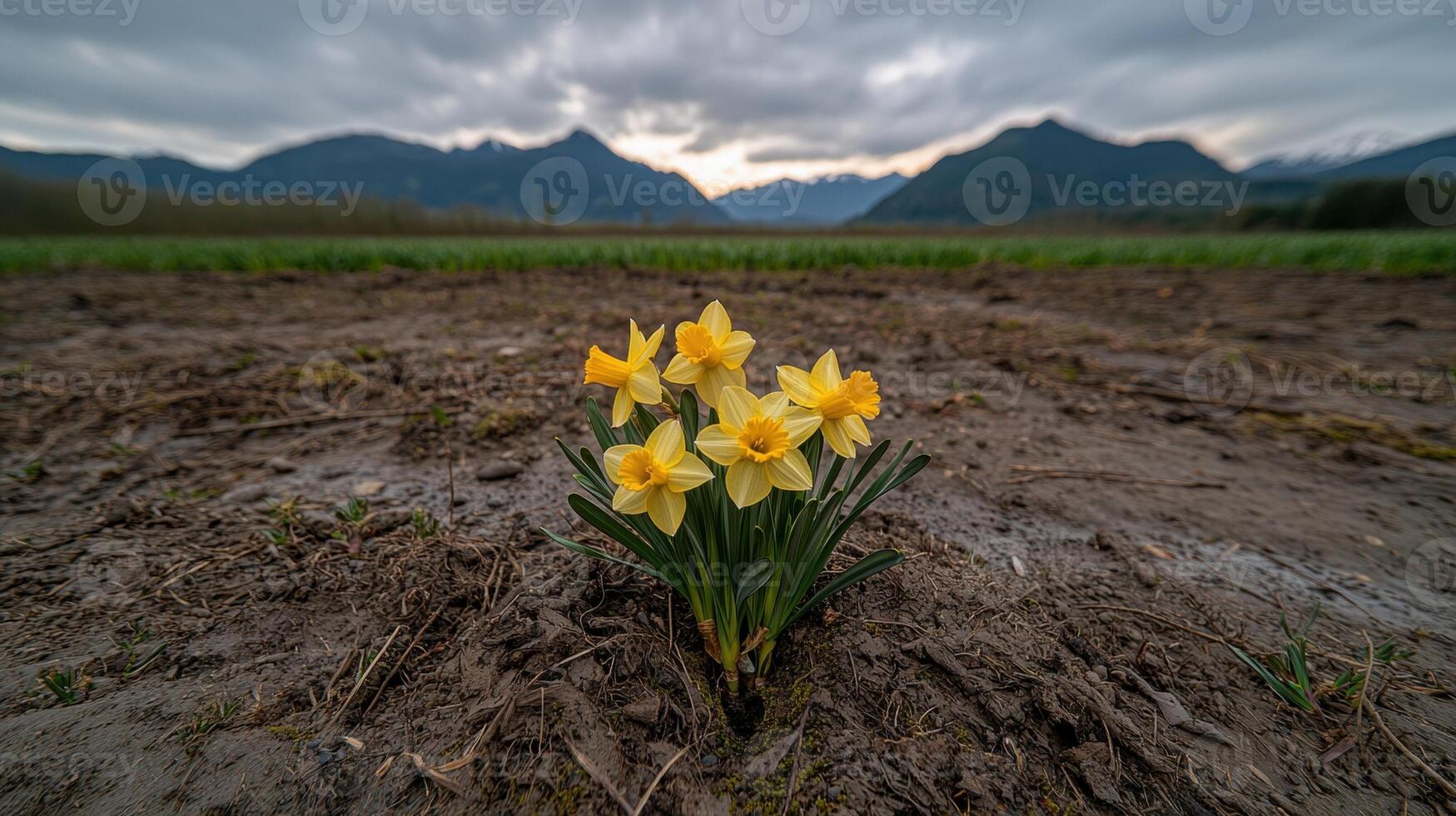Daffodils in a field with mountains in the background photo