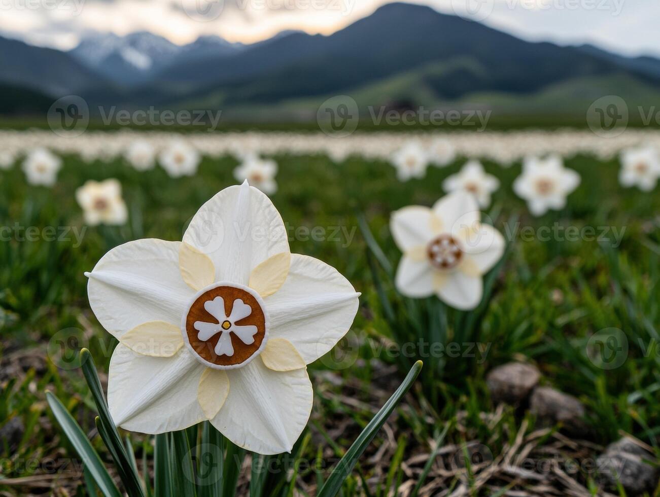 Close up of a white daffodil in a field with mountains in the background photo