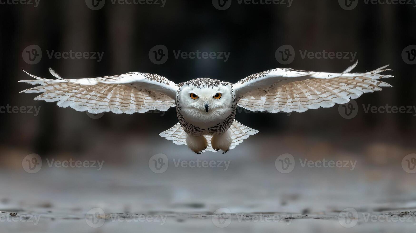 Majestic snowy owl in flight photo