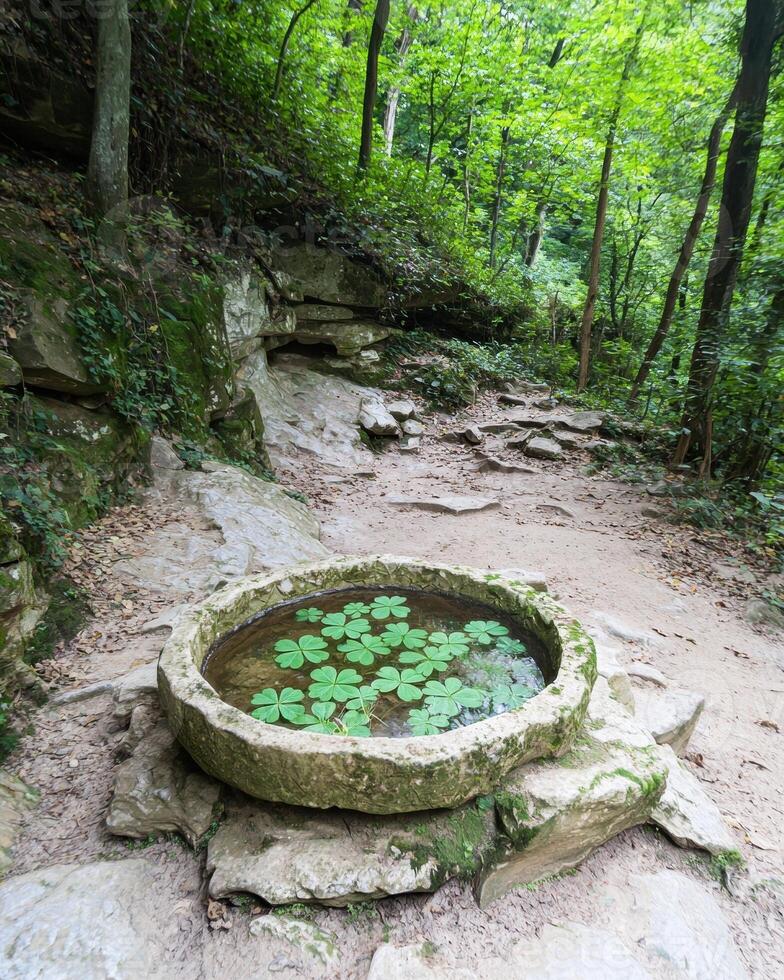 Stone basin with water and clover leaves in a forest photo