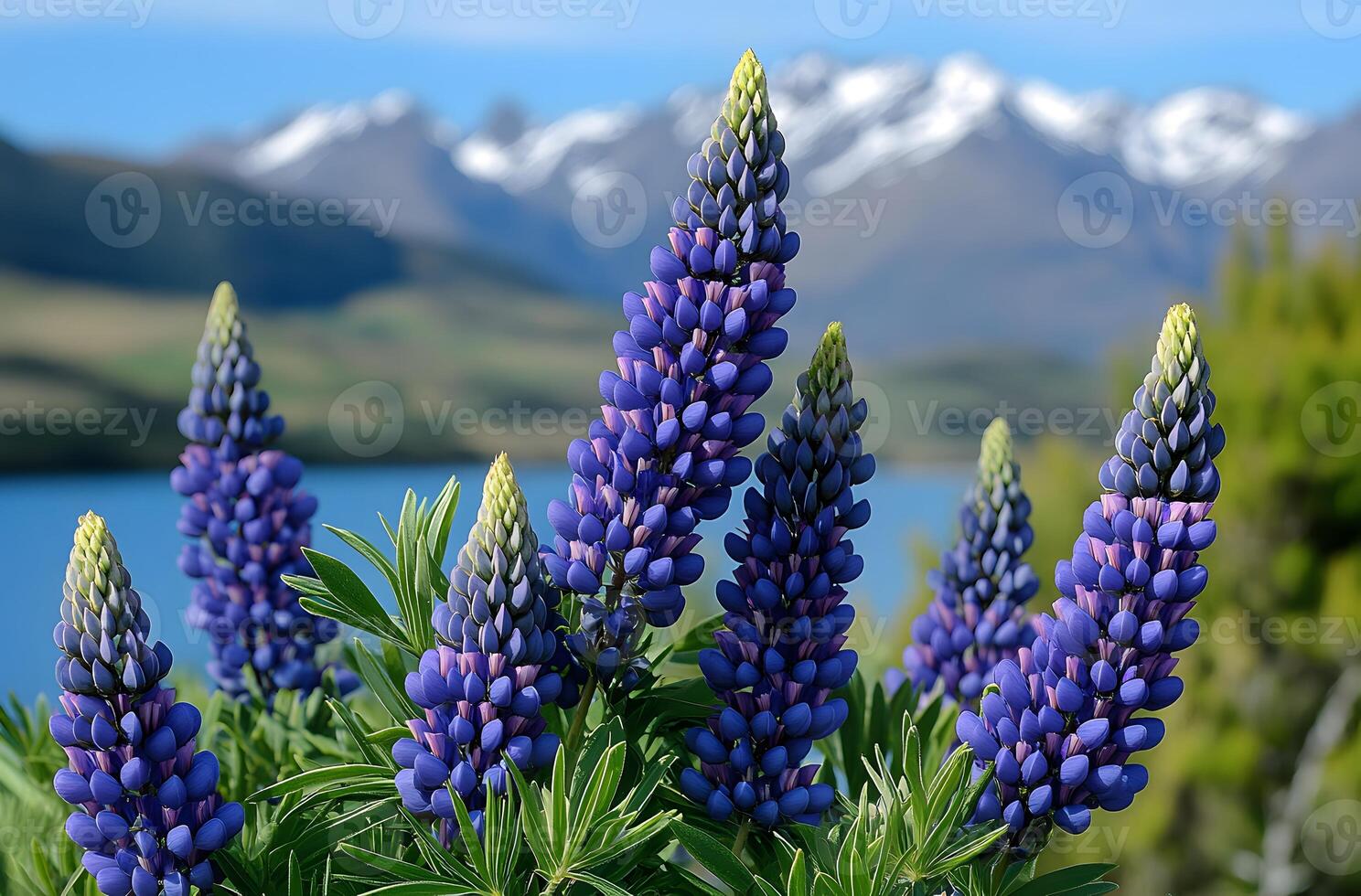 Vivid Blue Lupines Bloom Against Majestic Mountain Backdrop photo