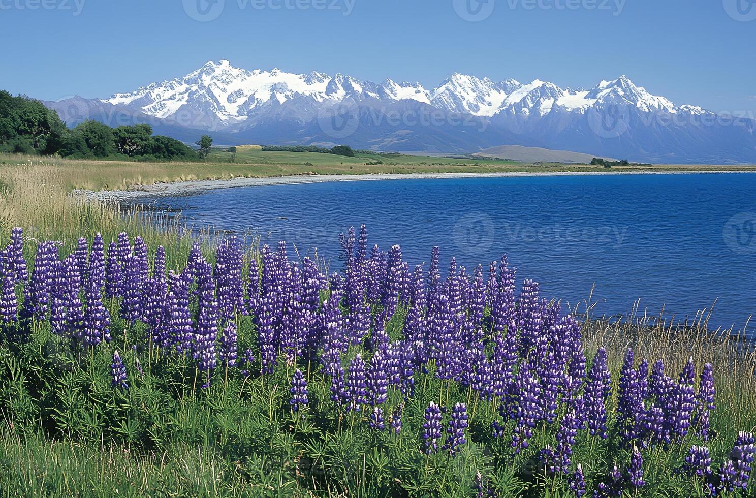 Lupines bloom near a lake with snow capped mountains in the background photo