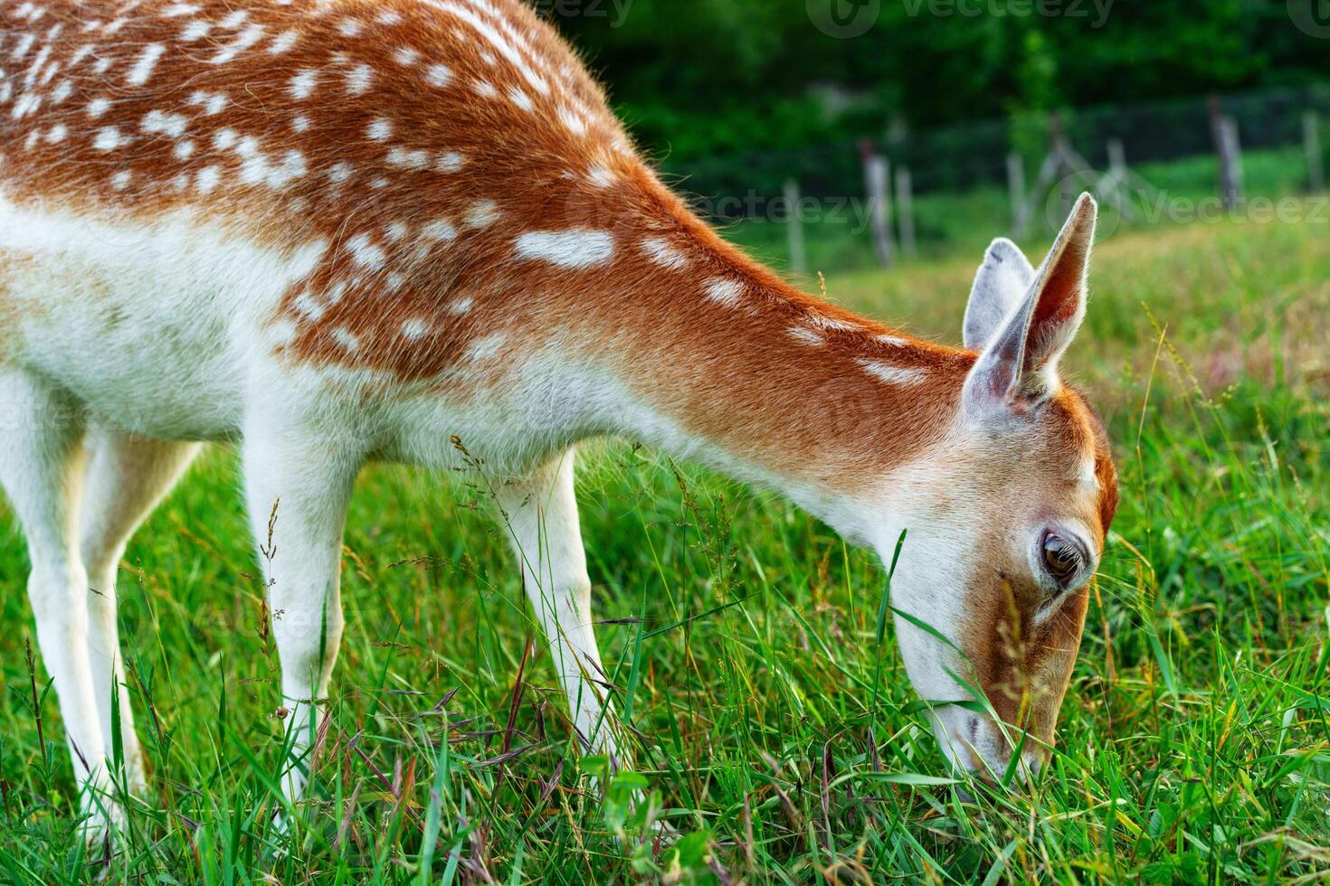 Fawn grazing peacefully in a lush green field during a sunny afternoon in a rural setting near a forested area photo
