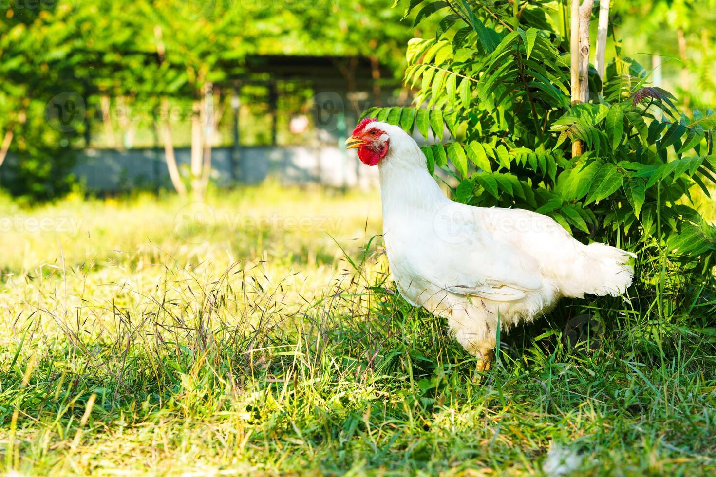 White chicken walking in a sunny green field surrounded by lush plants and trees during daylight hours photo