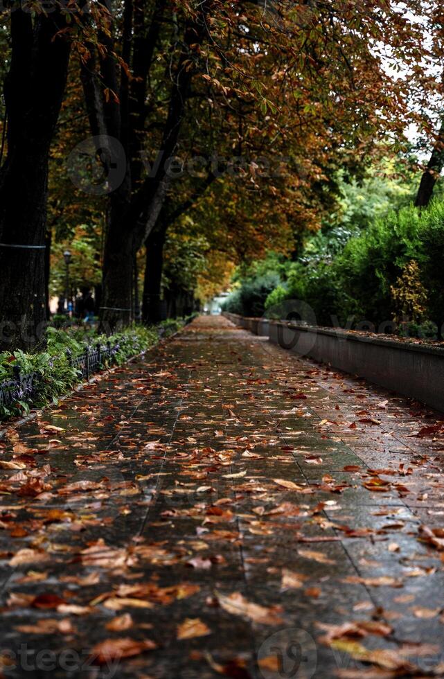 City park after the rain. Walking path leading into the distance. Yellow chestnut trees and green cypresses. photo