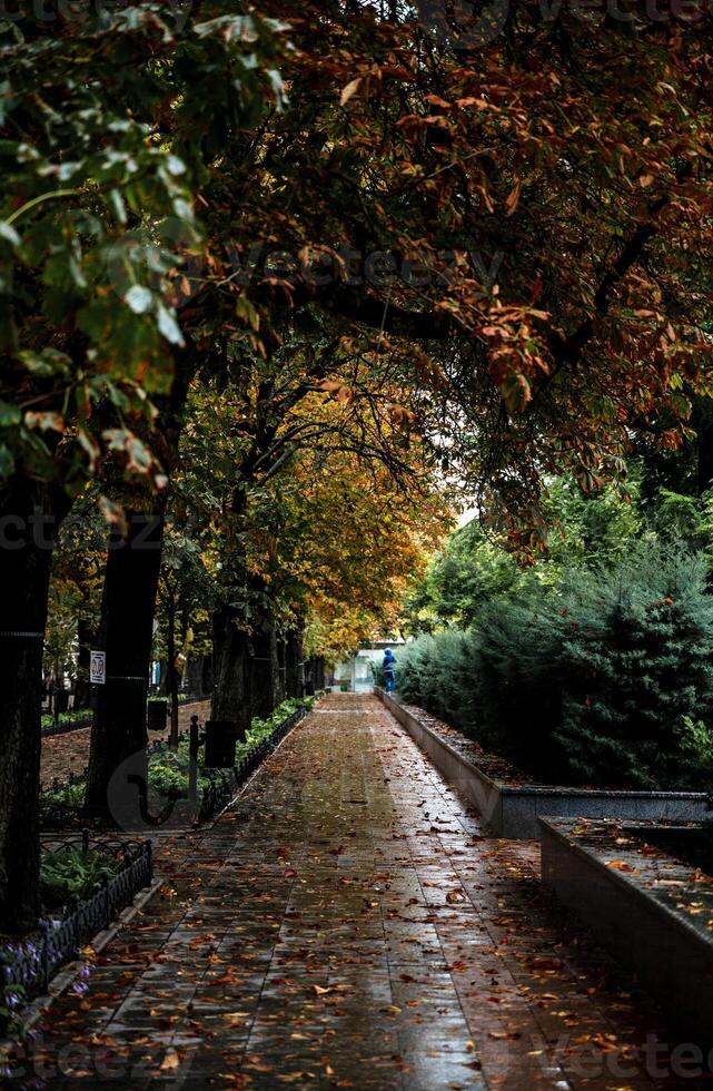a path paved with dark stone tiles in a city park. chestnut trees and green cypresses grow. it rained. it's autumn outside. yellow leaves lie on the road.yellow leaves lie on the walking path photo