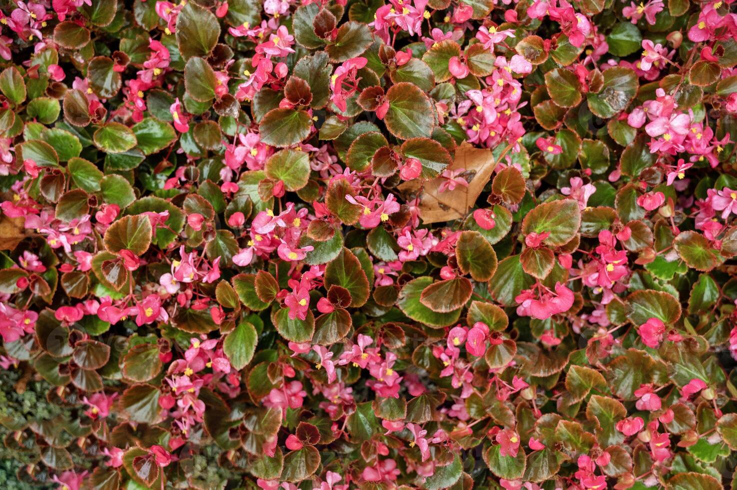 A close up of a flower garden. High quality photo. small pink flowers with leaves grow in the garden. top view on flowers they are pink after the rain photo