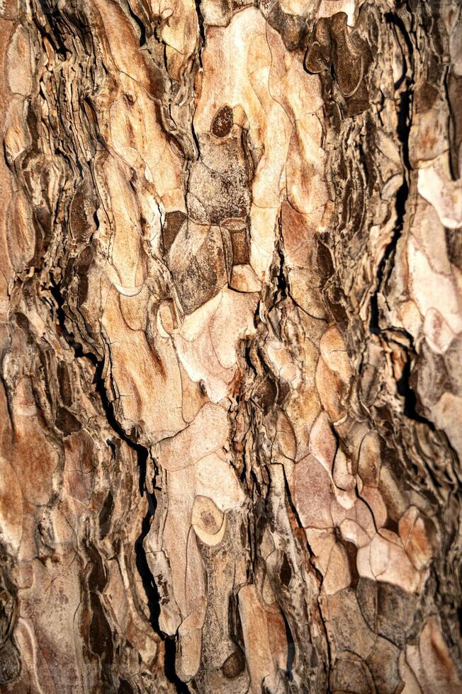 landscape background texture of a tree. High quality photo, bark of a pine tree close-up on a sunny day. its entire structure is visible. photo