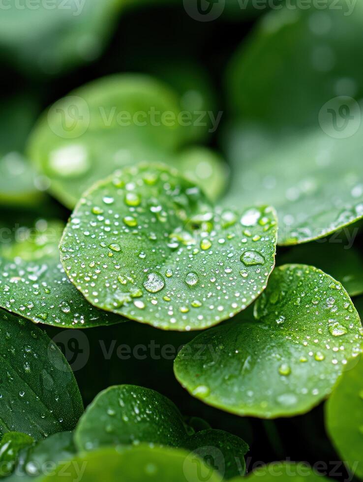 A group of green leaves with water droplets on them. The leaves are arranged in a way that creates a sense of depth and texture, with some leaves overlapping others photo
