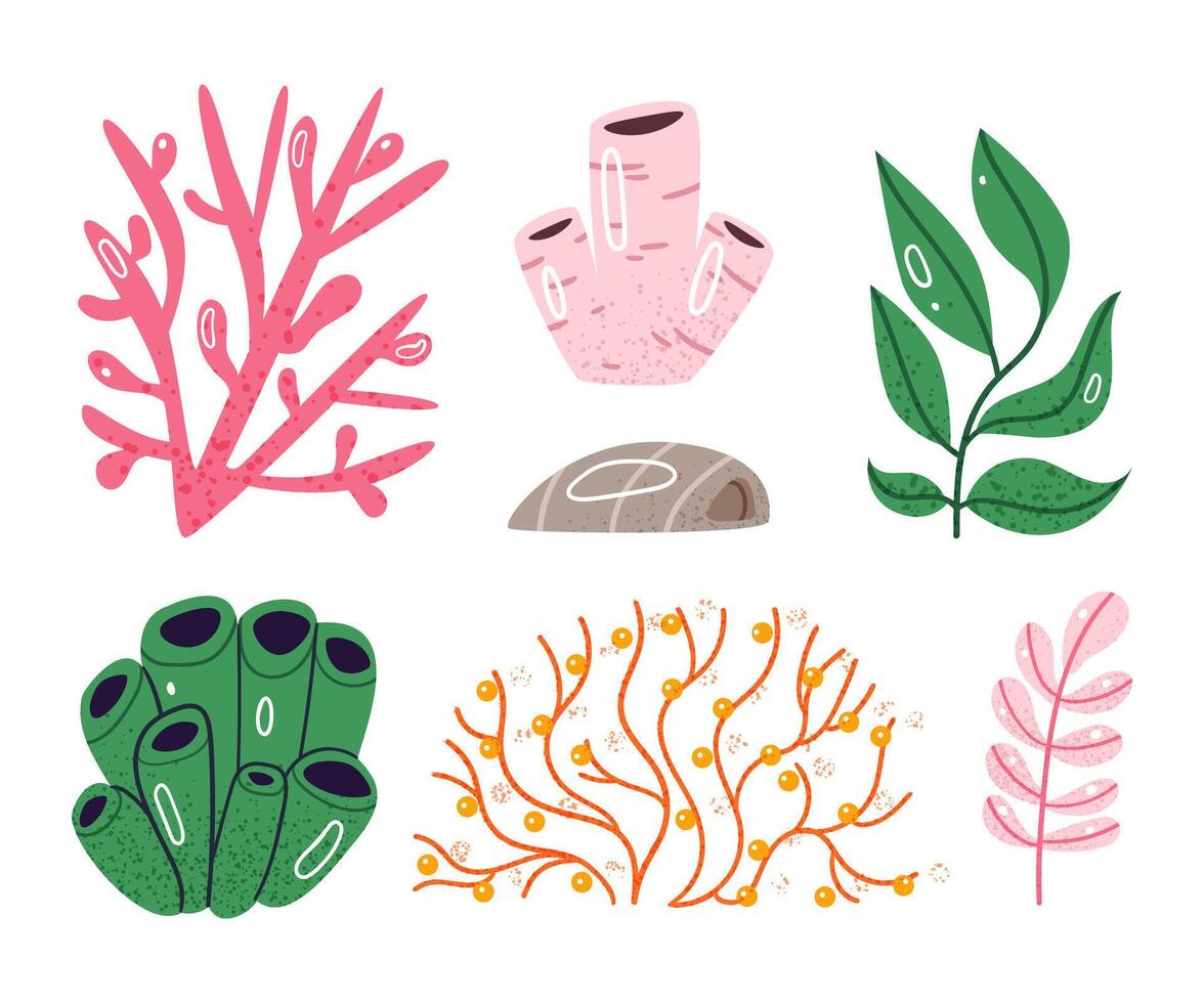 Set of different algae.Marine creatures, sea or ocean flora and fauna. vector