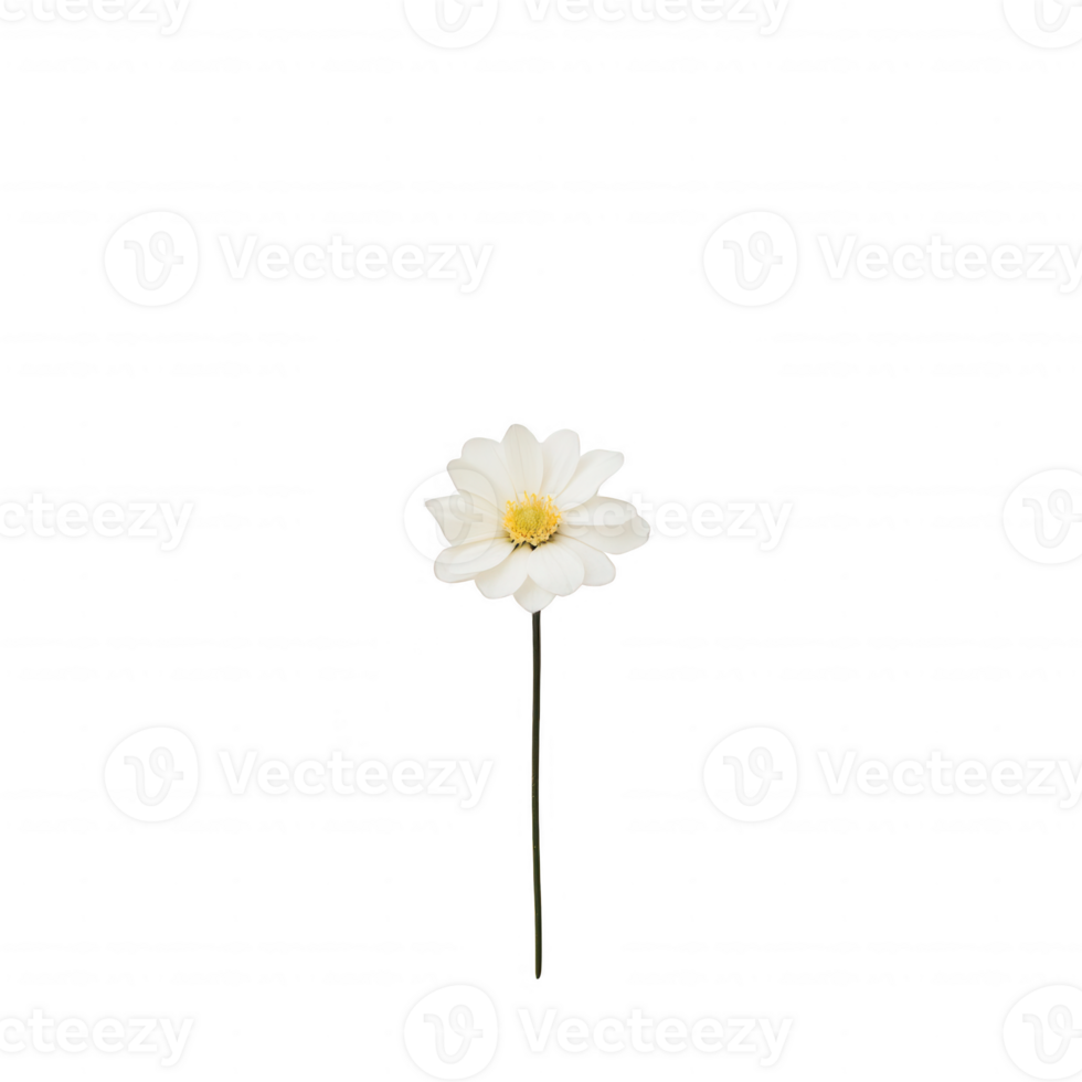 A delicate white flower with a yellow center, symbolizing purity and simplicity. png