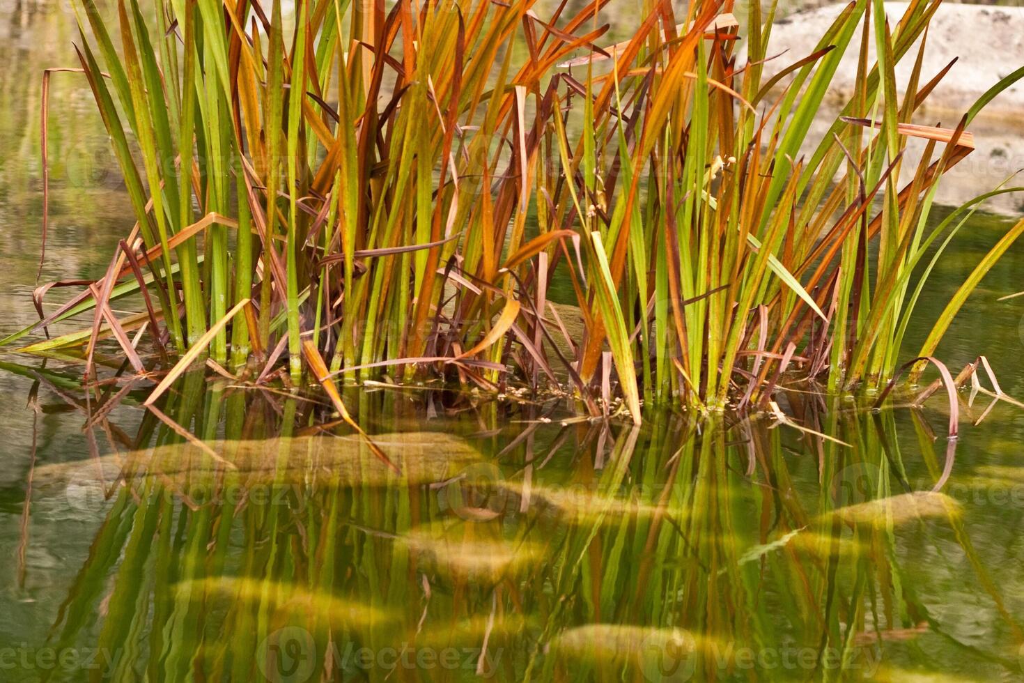 A pond with reeds and grass in it photo