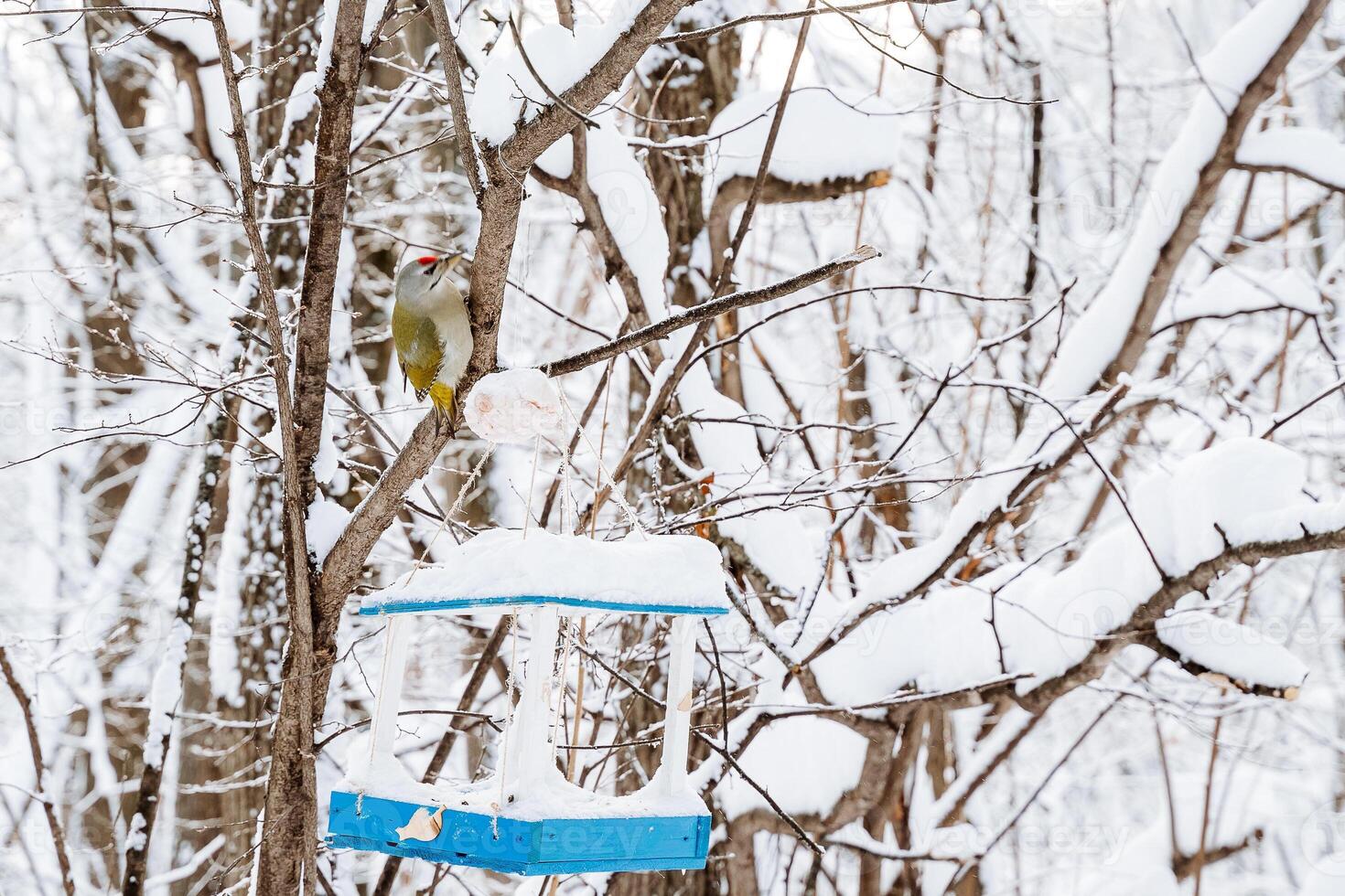 A bird sitting on a tree branch in the snow photo