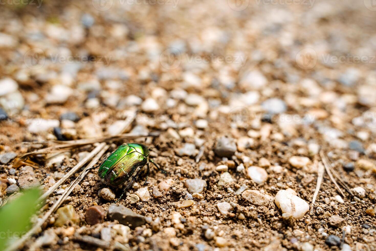 A green beetle on the ground photo