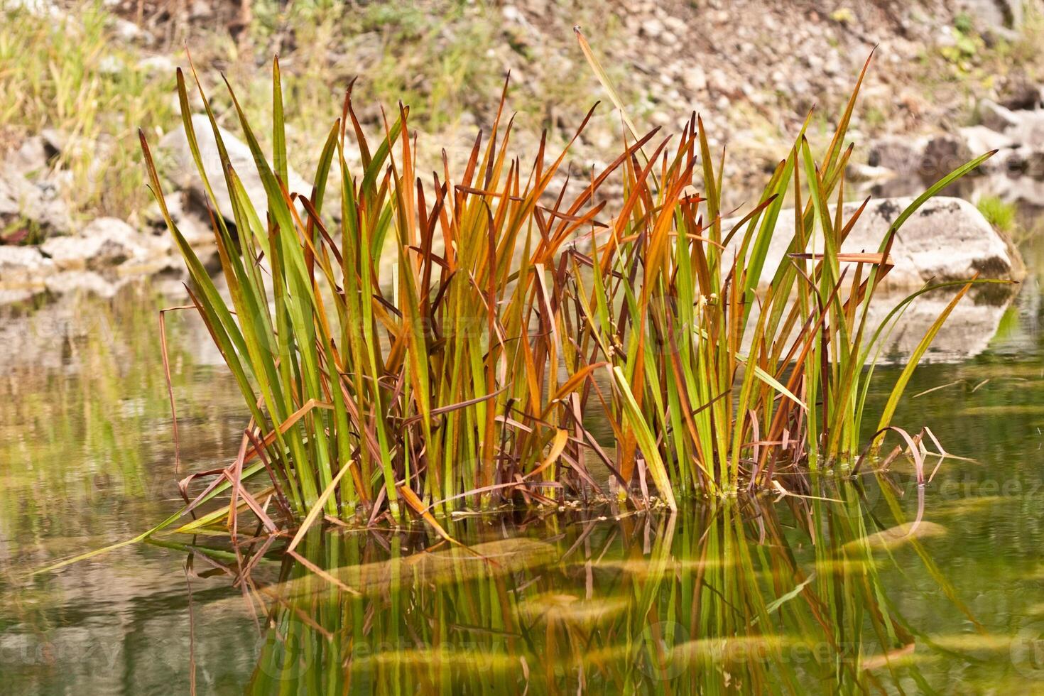 A plant growing in the water near rocks photo