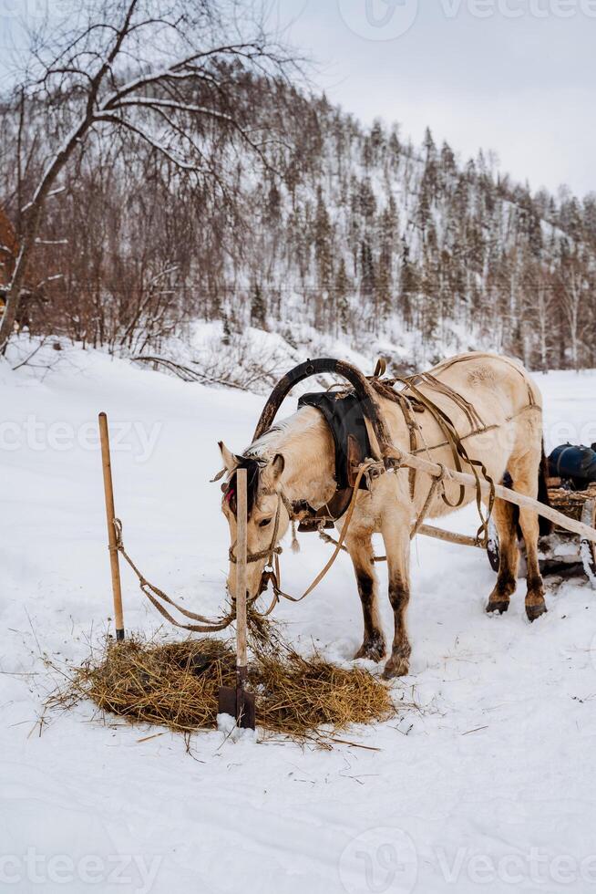 A horse pulling a sled photo