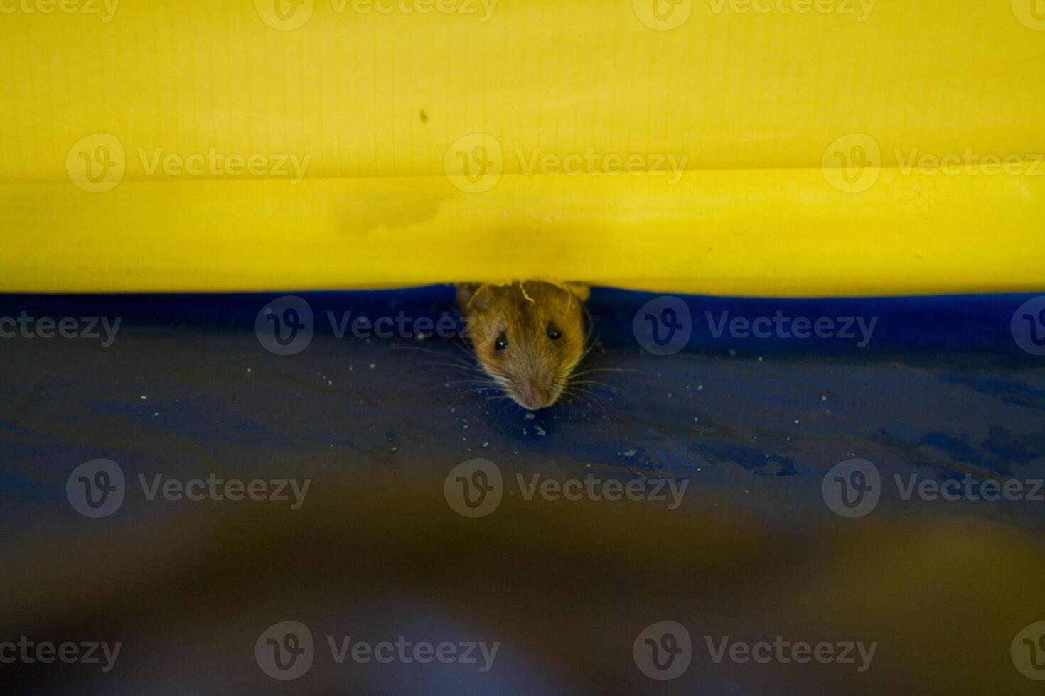 A mouse is peeking out from under a yellow and blue tent photo