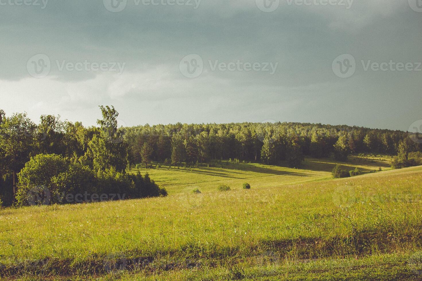 A field with a tree in the middle photo