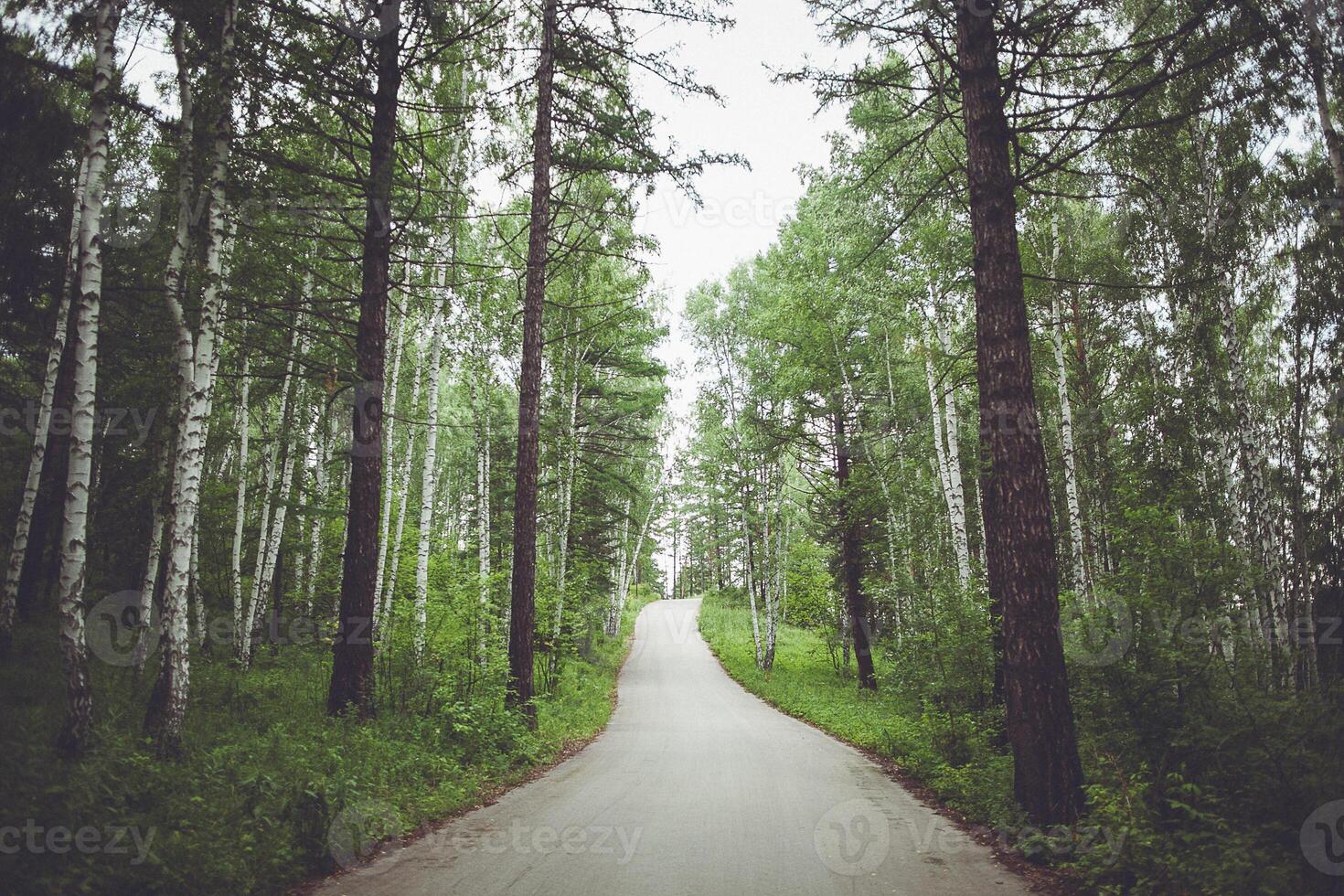 A road through a forest with trees on both sides photo