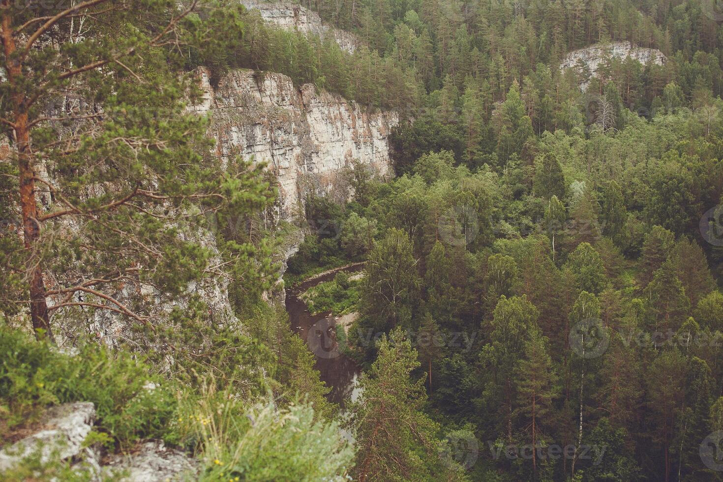 A view of a forest with trees and rocks photo