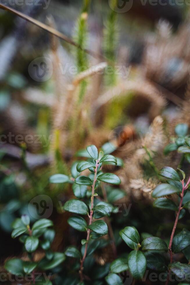 A close up of a plant in the forest photo