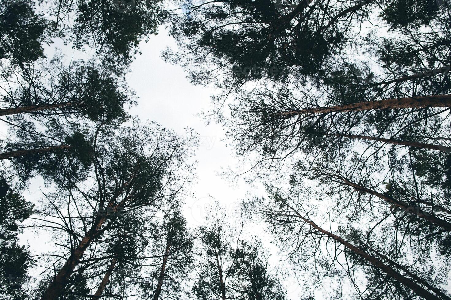 A view up into the sky from the ground of a forest photo