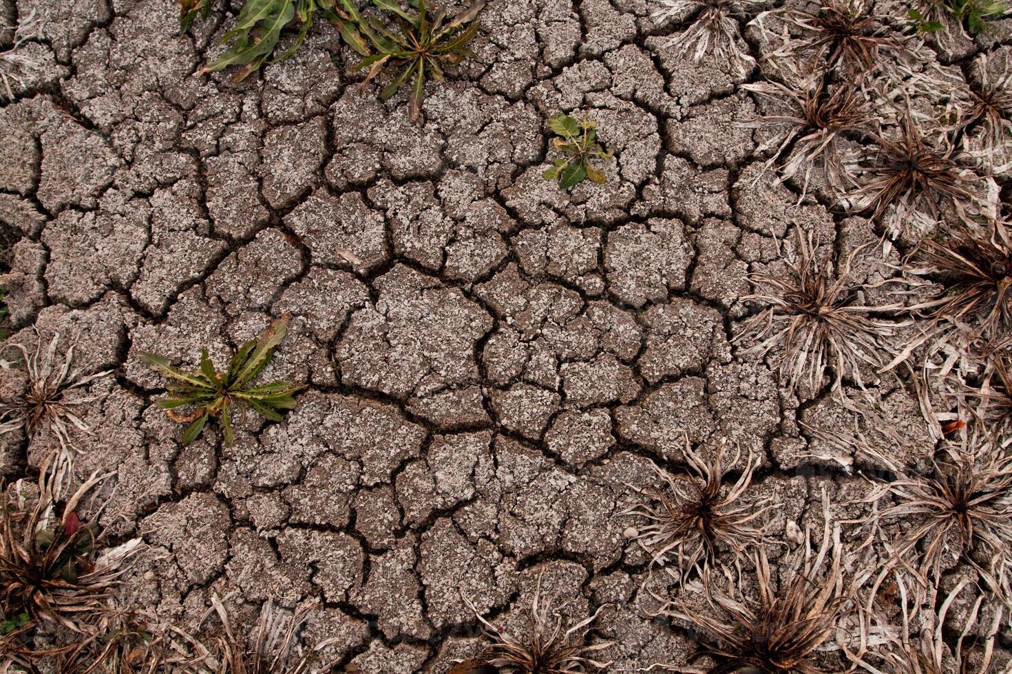 A close up of a dried up area with plants photo