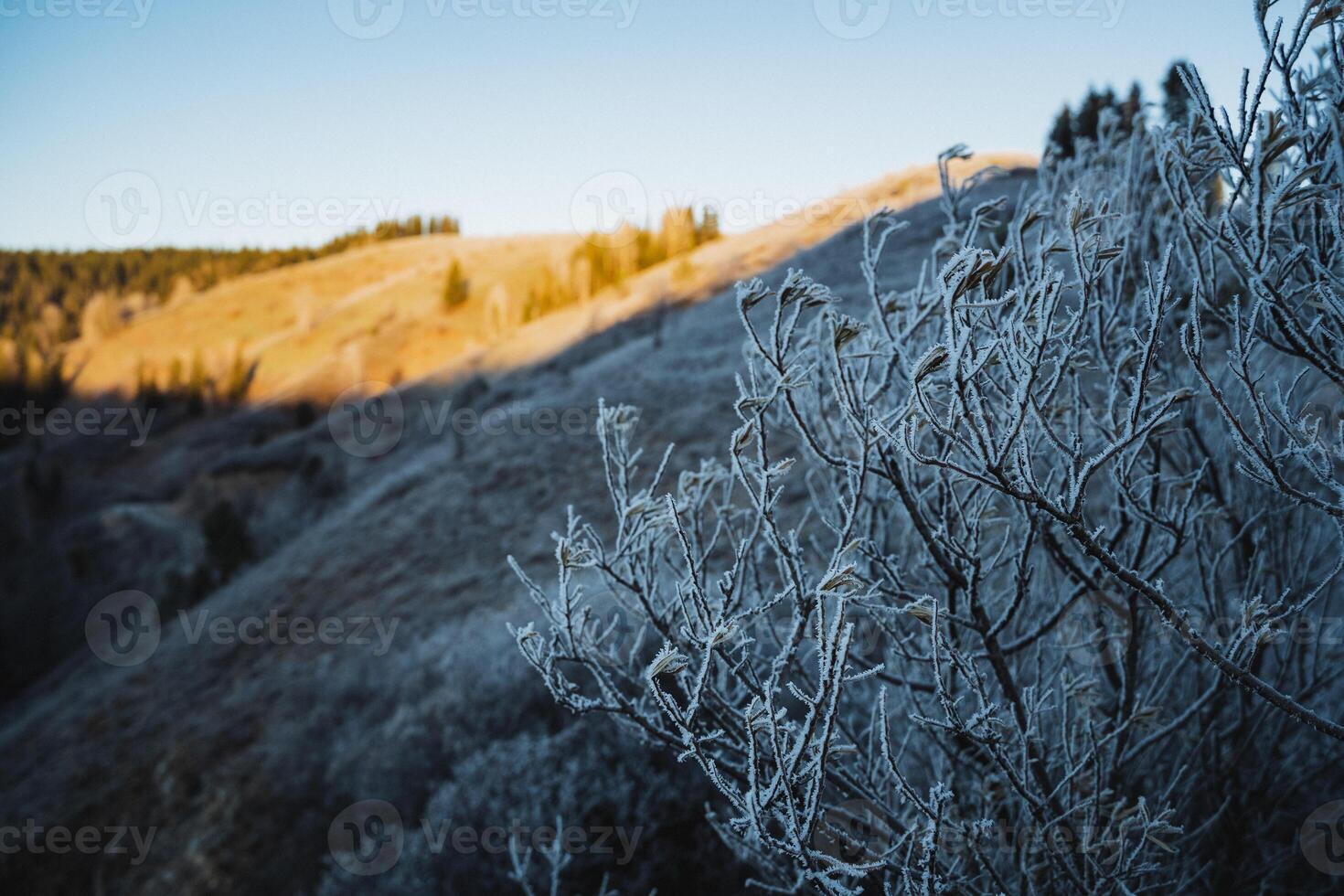 Frosty plants on a hillside in the morning photo