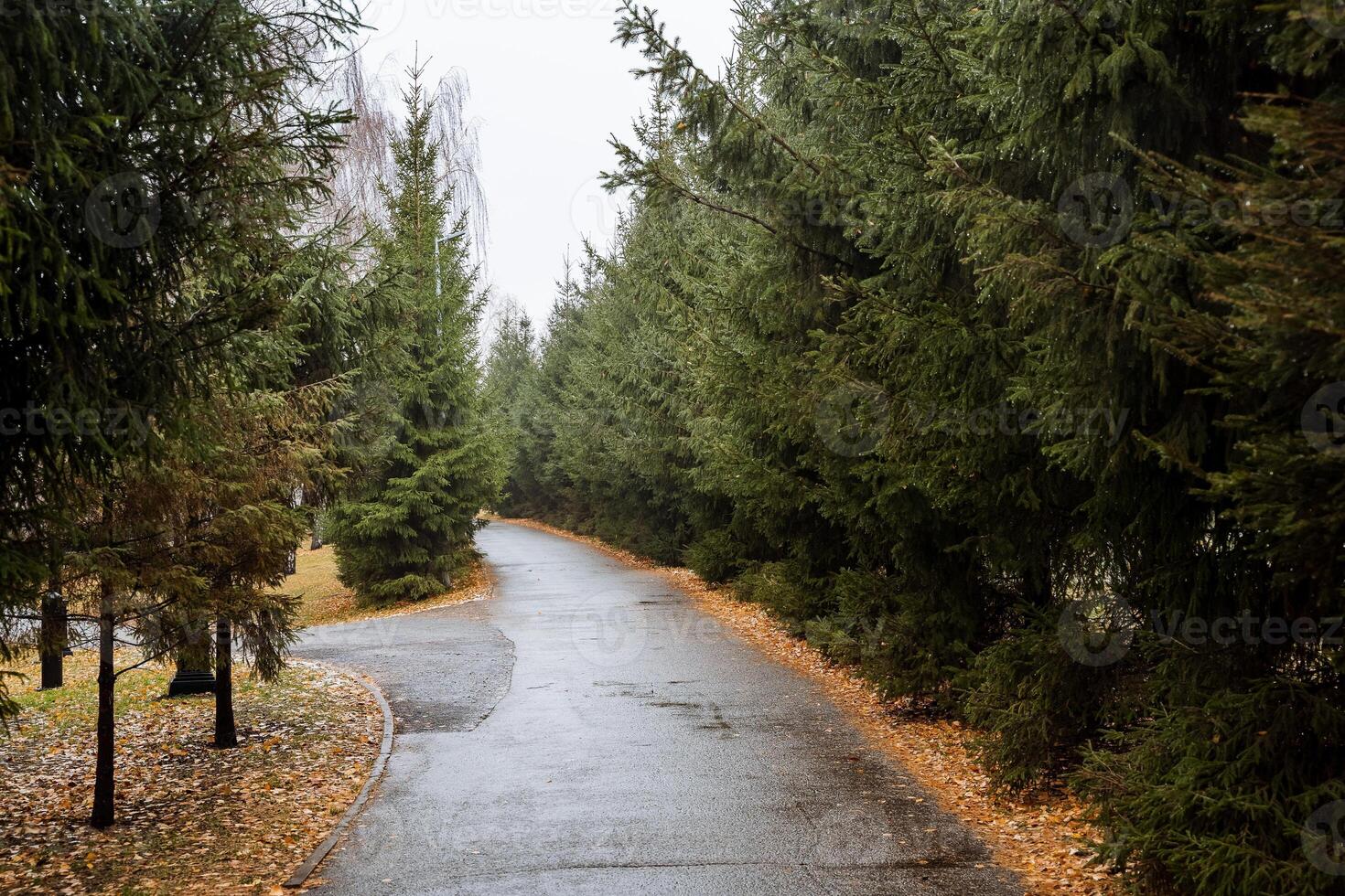 A road lined with trees and a wet road photo