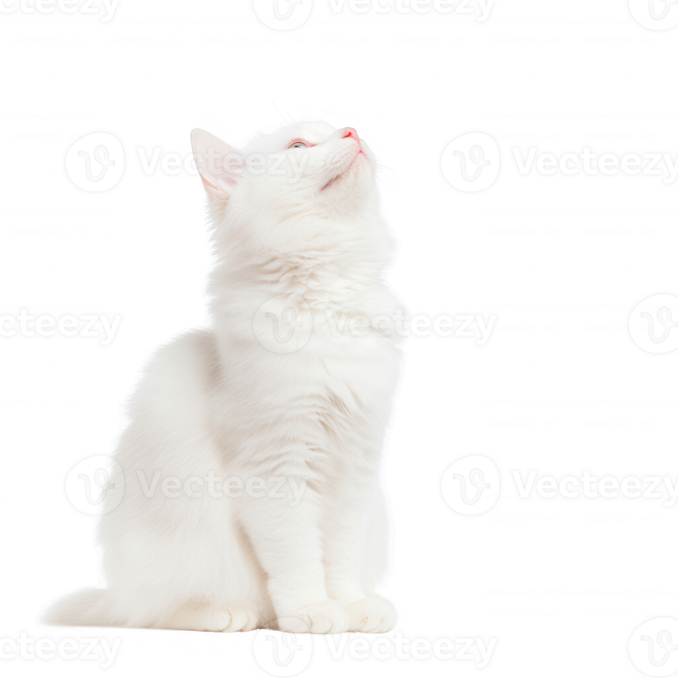 A curious white cat looking upward with a playful expression and soft fur. png