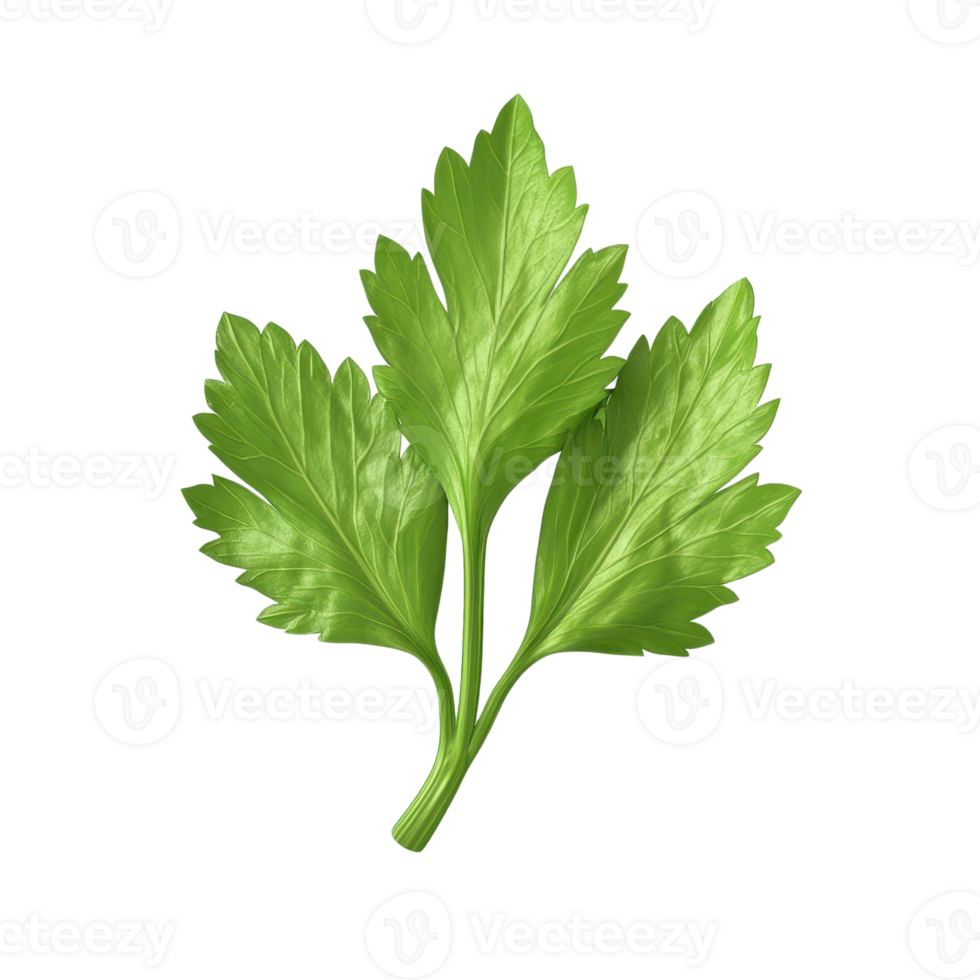 Fresh green celery leaf showcasing vibrant color and texture, perfect for culinary decoration and healthy recipes. png