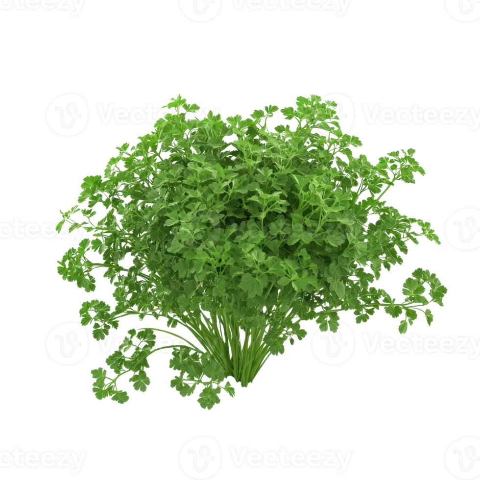 Fresh cilantro herb bundle, perfect for culinary use, garnishing, and adding vibrant flavor to dishes and recipes. png