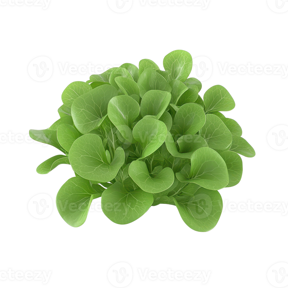 Fresh and vibrant green leaves with a smooth texture, perfect for salads and culinary dishes. png