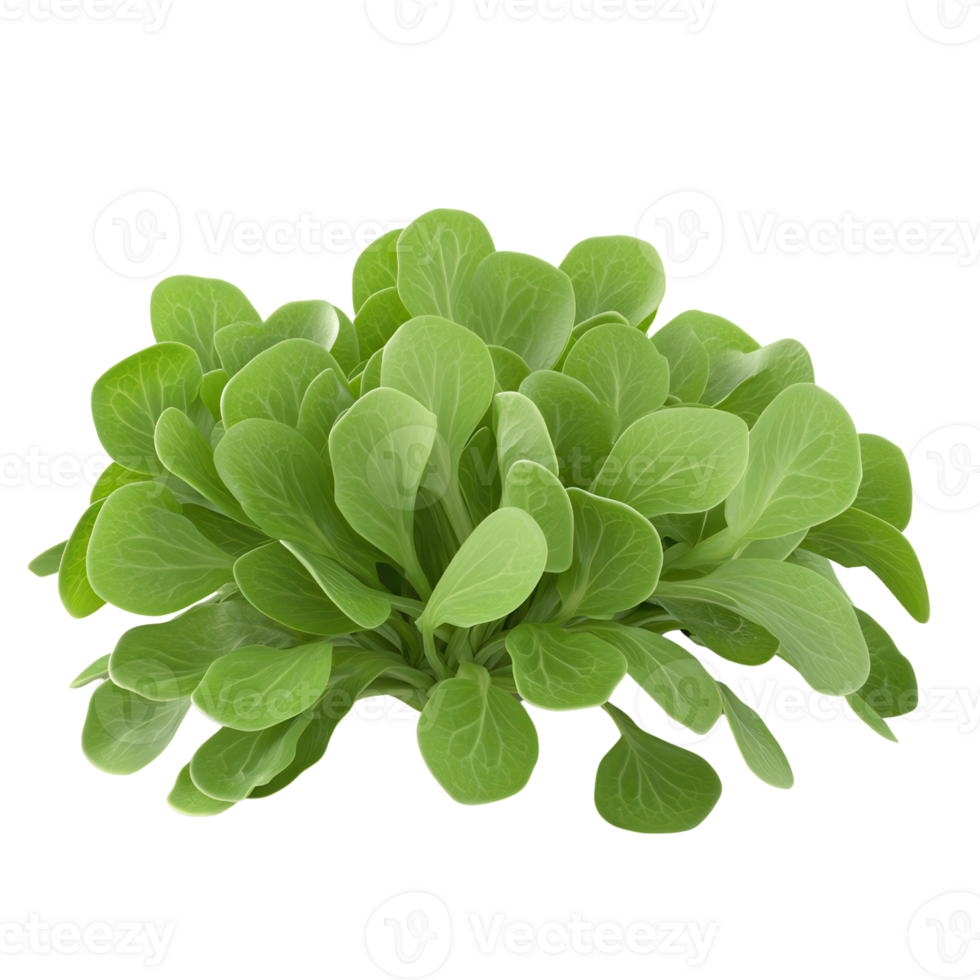Fresh green leafy plant with soft textures, ideal for healthy meals and culinary presentations. png