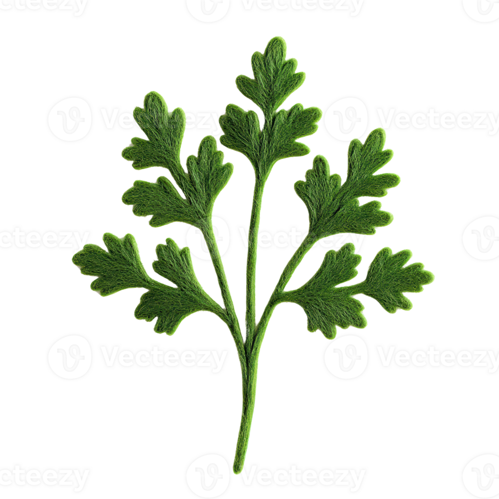 Fresh green herb with vibrant leaves, perfect for culinary use and garnishing dishes, adding flavor and aroma. png