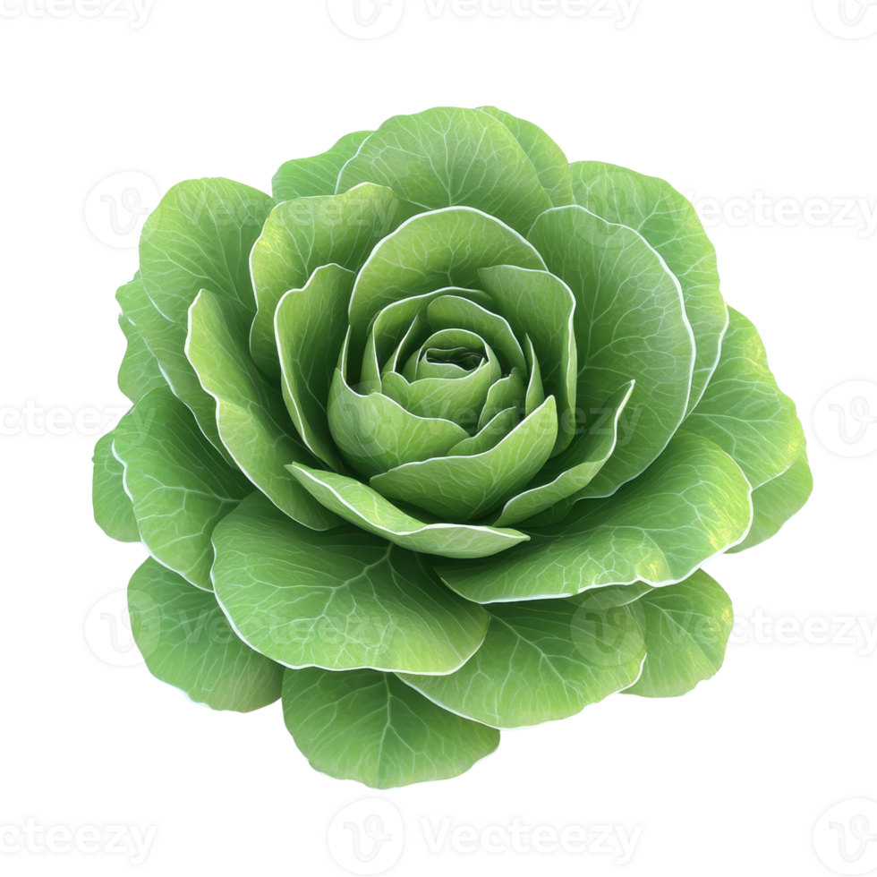 A fresh, vibrant green lettuce close-up, showcasing its delicate leaves and intricate texture, perfect for food-related themes. png