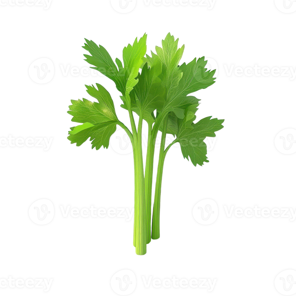 Fresh celery with vibrant green leaves, perfect for healthy recipes or vegetable displays in culinary settings. png
