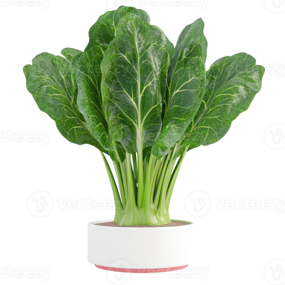Fresh, vibrant leafy greens in a modern white pot, perfect for healthy living and culinary inspiration. png