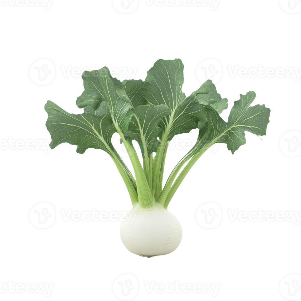 Fresh, leafy turnip with vibrant green leaves and smooth white root, perfect for culinary and agricultural illustrations. png