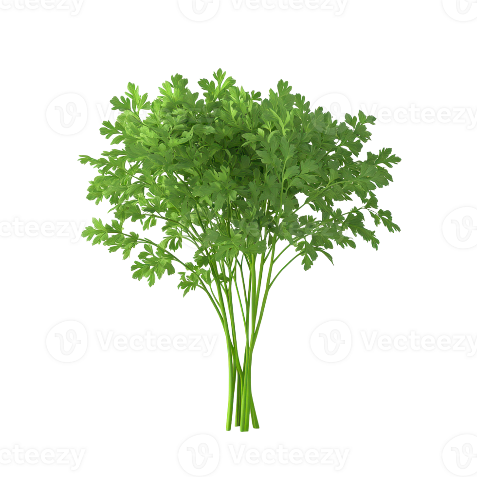 Fresh green herbs in a cluster, perfect for culinary use or garnish. Ideal for health-focused recipes or vibrant presentations. png