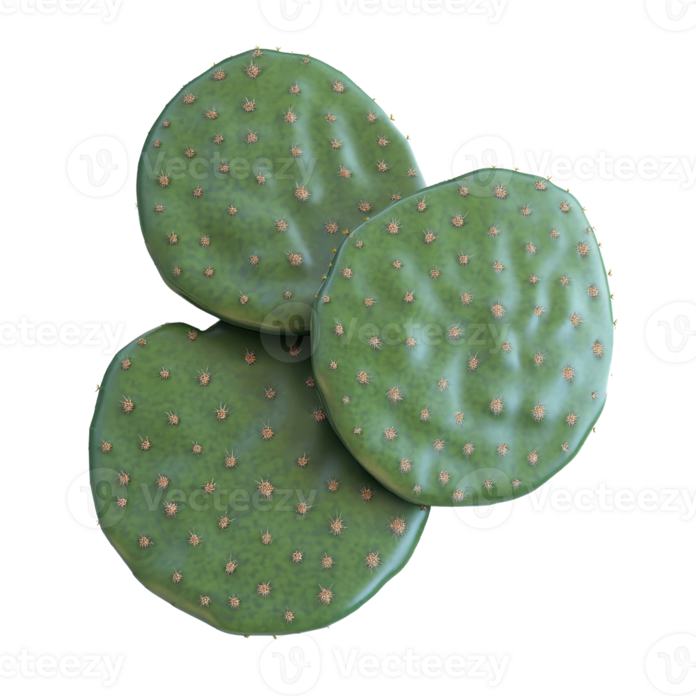 Fresh green cactus pads arranged beautifully, showcasing their unique texture and vibrant color for culinary or ornamental use. png
