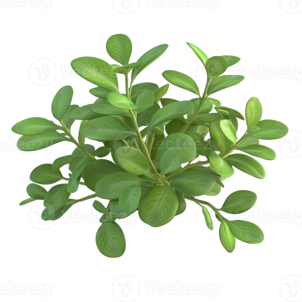 Lush green plant with vibrant leaves, perfect for adding a touch of nature to any environment or decor style. png