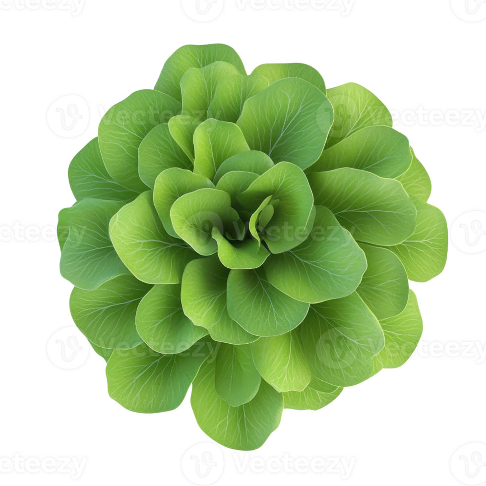 Vibrant green succulent with layered leaves, showcasing a stunning natural design perfect for nature-themed projects. png