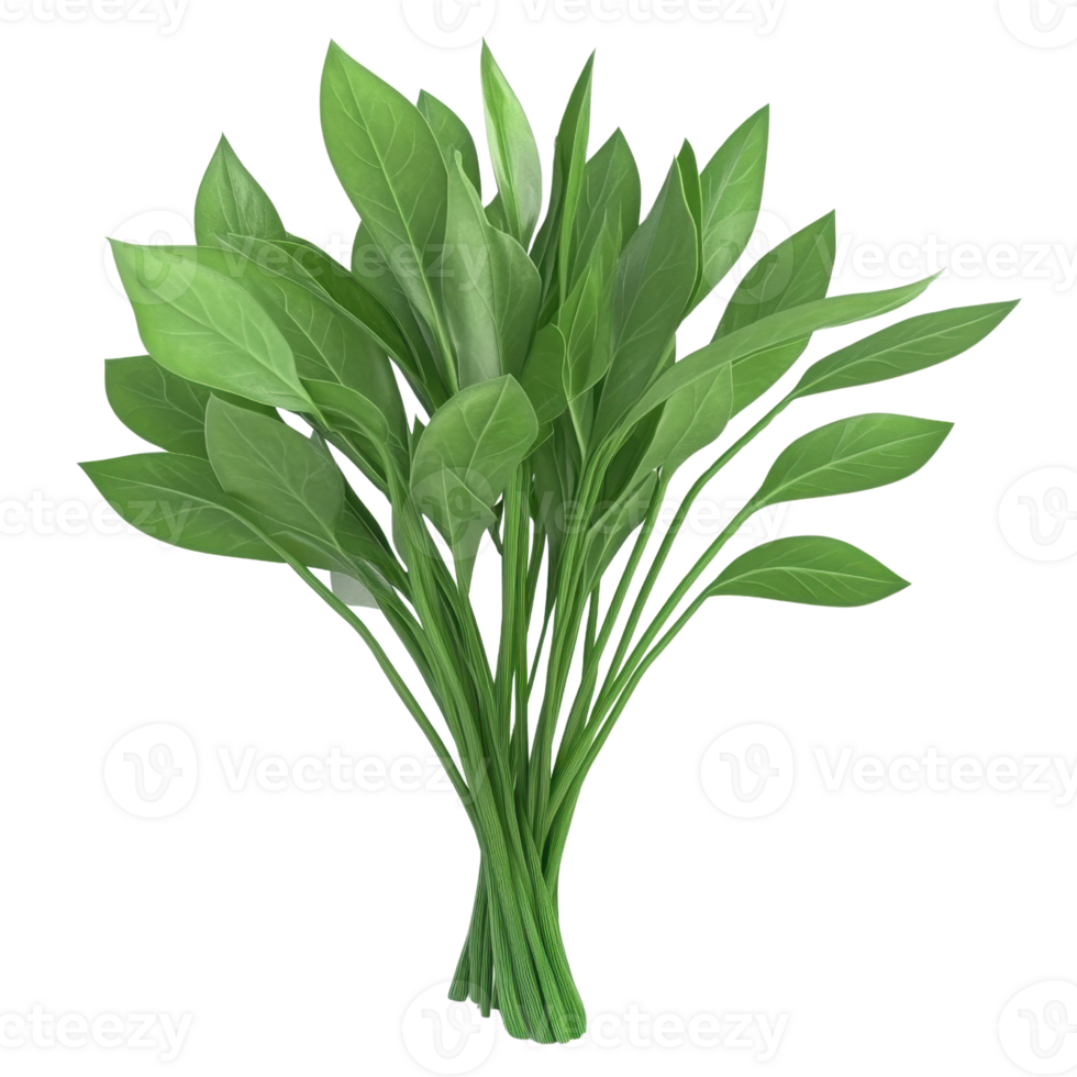 A vibrant green plant bundle showcasing fresh leaves ideal for home decor and nature-themed designs. png